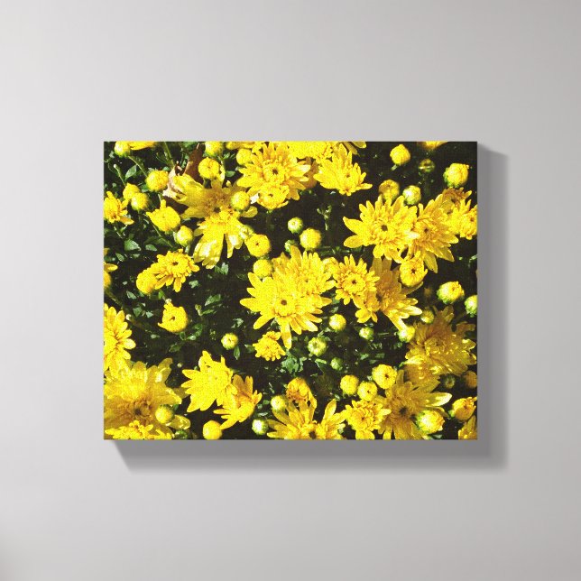 A Multitude of Yellow Mums Canvas Print (Front)