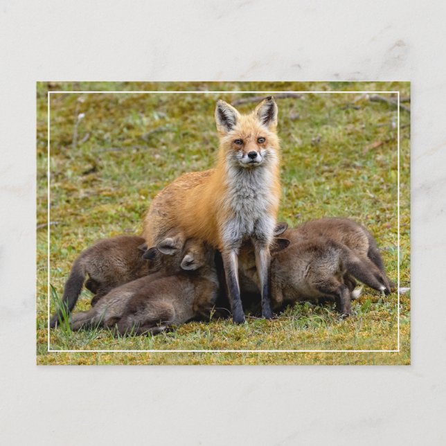 A Mum's Day Postcard (Front)