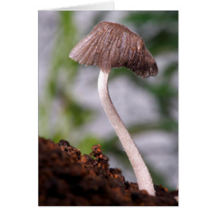 A Mushroom