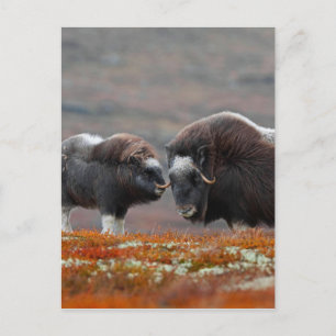 A Musk Ox and Calf Postcard