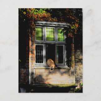 A nap in the sun postcard