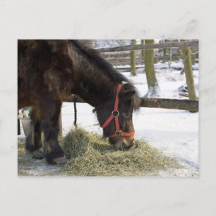 A native horse originally from Gotland where Postcard