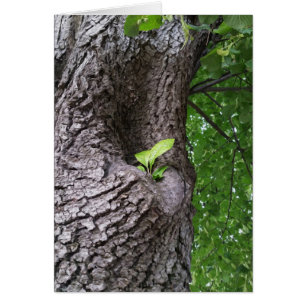A new twig