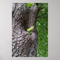A new twig
