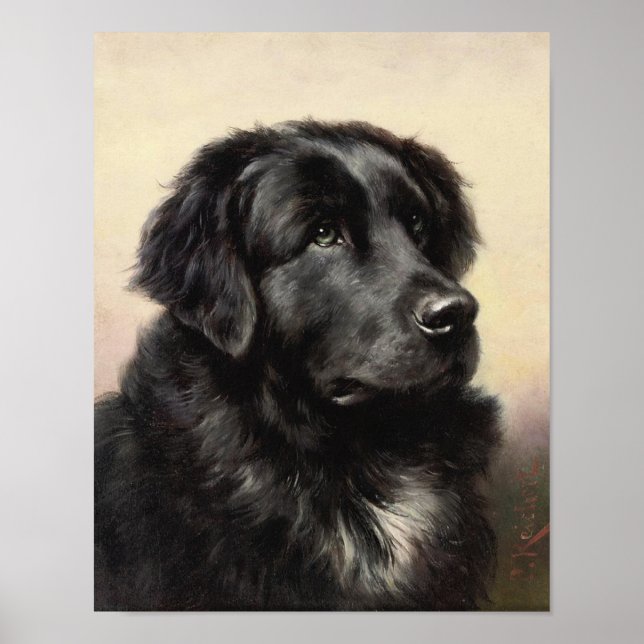 A Newfoundland Poster (Front)