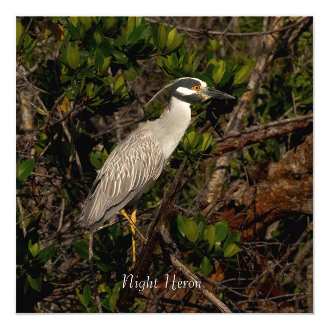  A night heron.   Photo Print (Front)