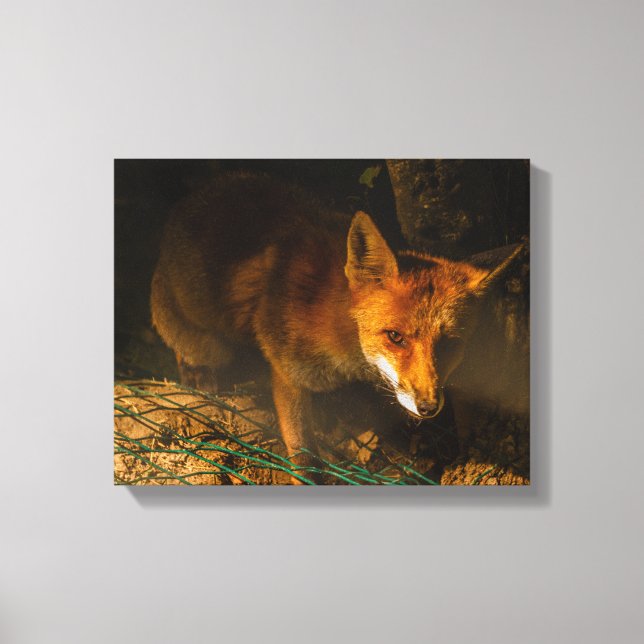 a nocturne  meeting with a fox on stretched canvas print (Front)
