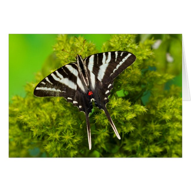 A North American Swallowtail Butterfly (Front Horizontal)