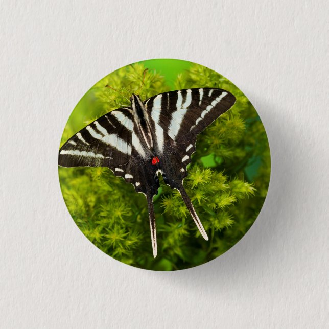 A North American Swallowtail Butterfly 3 Cm Round Badge (Front)