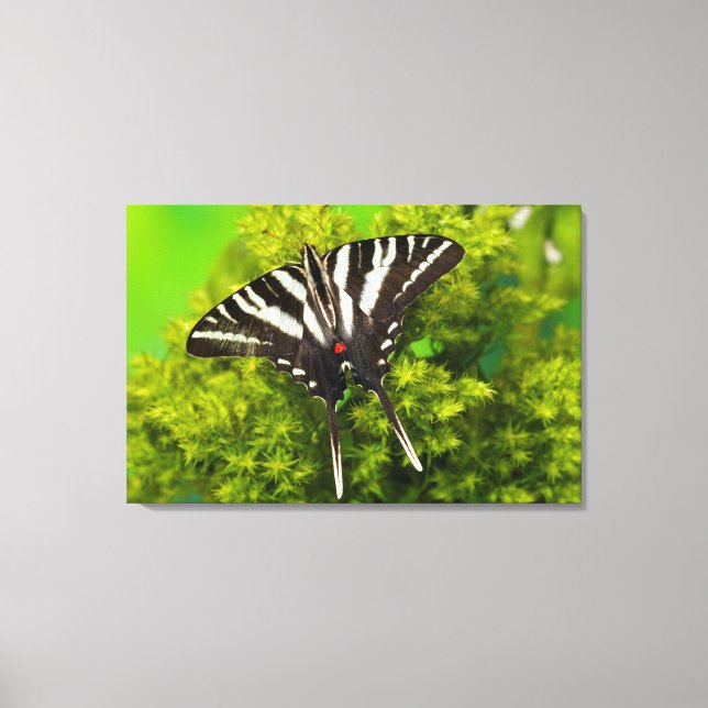 A North American Swallowtail Butterfly Canvas Print (Front)