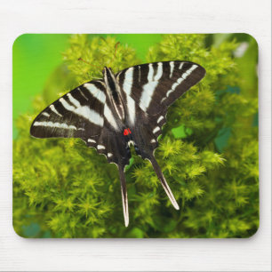 A North American Swallowtail Butterfly Mouse Pad