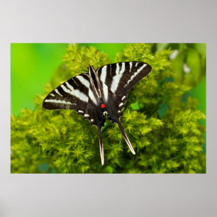 A North American Swallowtail Butterfly Poster