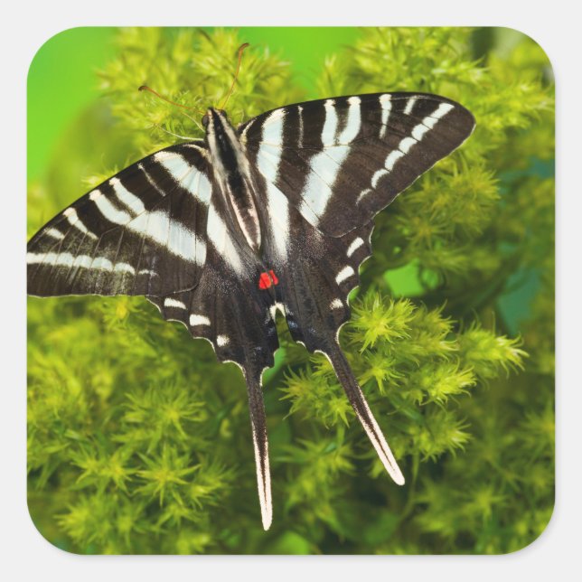 A North American Swallowtail Butterfly Square Sticker (Front)