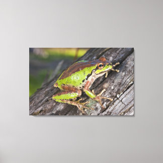 A Pacific treefrog perched on a log Canvas Print