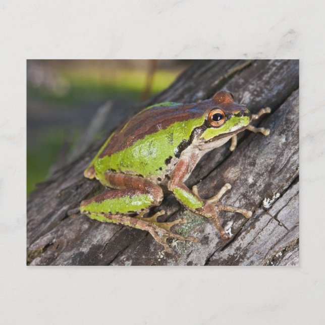 A Pacific treefrog perched on a log Postcard (Front)