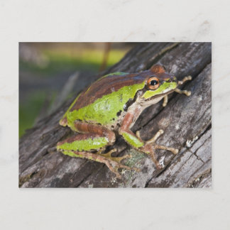 A Pacific treefrog perched on a log Postcard