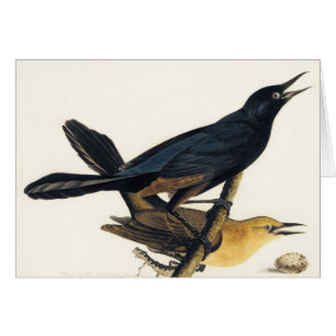 A Pair of Boat-Tailed Grackles
