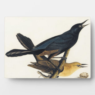 A Pair of Boat-Tailed Grackles Plaque