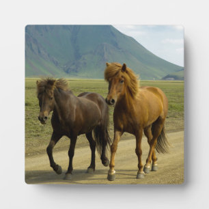 A Pair of Brown Icelandic Ponies Plaque