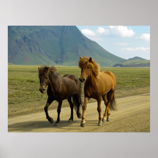 A Pair of Brown Icelandic Ponies Poster (Front)