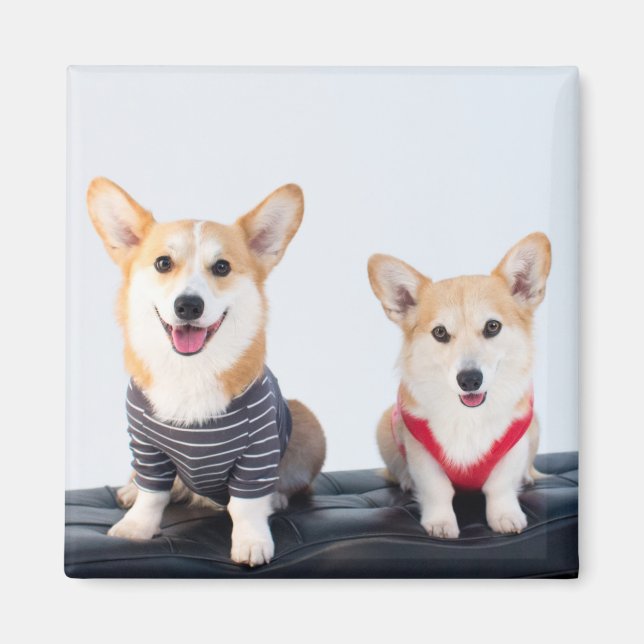 A Pair Of Corgis Sitting On A Bench Magnet (Front)