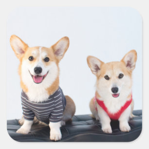 A Pair Of Corgis Sitting On A Bench Square Sticker