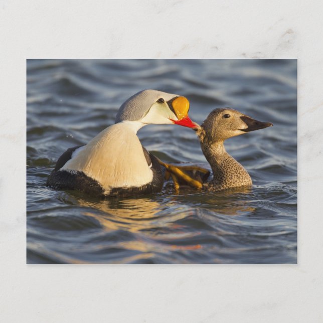 A pair of courting king eiders in a tundra pond postcard (Front)