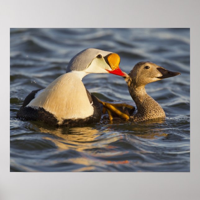 A pair of courting king eiders in a tundra pond poster (Front)