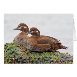 A Pair of Harlequin Ducks on the Rocks