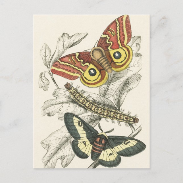 A Pair of Moths Postcards (Front)