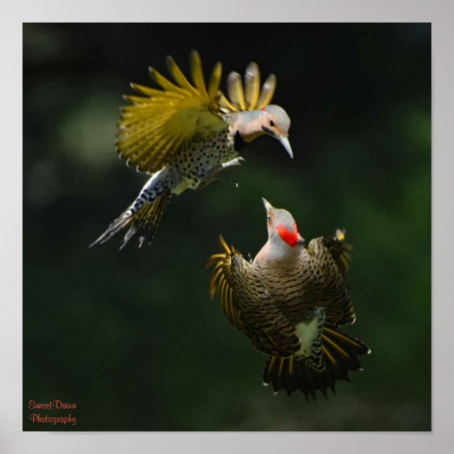 A Pair of Northern Flickers Poster (Front)