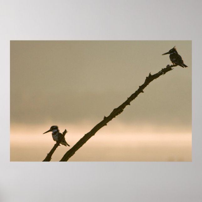 A Pair Of Pied Kingfishers (Ceryle Rudis) Poster (Front)