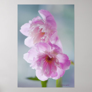 A Pair of Pink Peony Flowers Poster