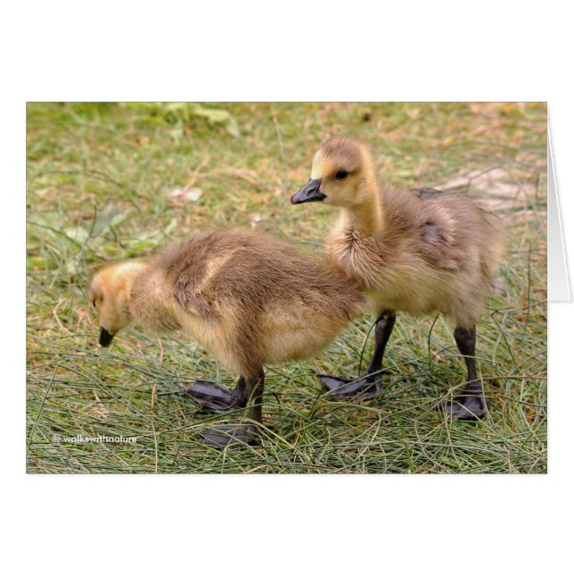 A Pair of Playful Canada Goose Goslings (Front Horizontal)