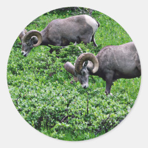 A Pair of Rams Grazing Classic Round Sticker