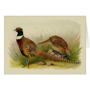 A pair of Ring necked pheasants in a grassy field