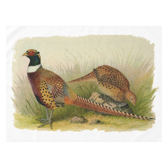 A pair of Ring necked pheasants in a grassy field Tablecloth (Front (Horizontal))