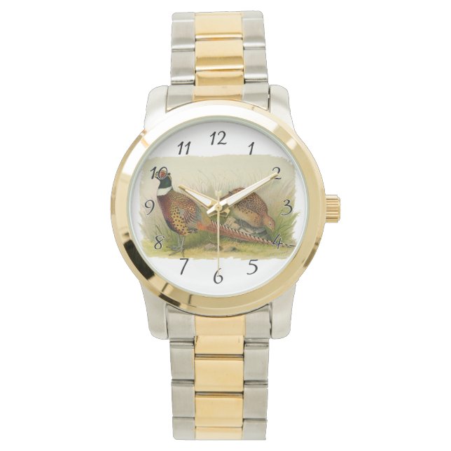 A pair of Ring necked pheasants in a grassy field Watch (Front)