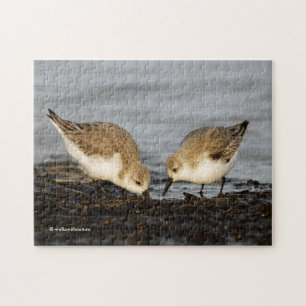 A Pair of Sanderlings Shares Jigsaw Puzzle