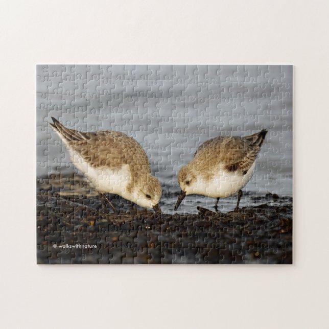 A Pair of Sanderlings Shares Jigsaw Puzzle (Horizontal)