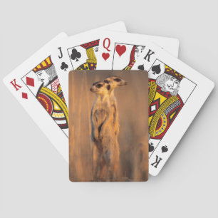 A pair of Suricates standing on a rock at sunset Playing Cards