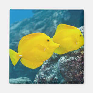 A Pair of Yellow Tangs Magnet