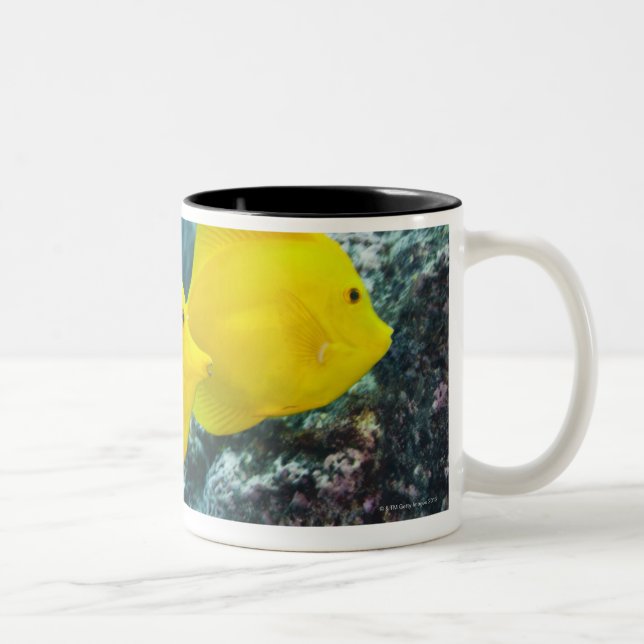 A Pair of Yellow Tangs Two-Tone Coffee Mug (Right)