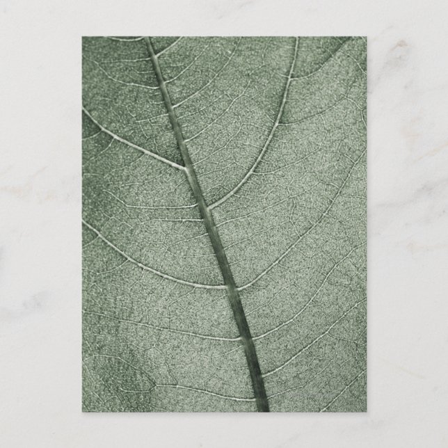 A pale green leaf, close up. pattern postcard (Front)