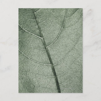 A pale green leaf, close up. pattern postcard