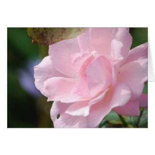 A Pale Pink Rose