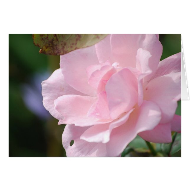 A Pale Pink Rose (Front Horizontal)