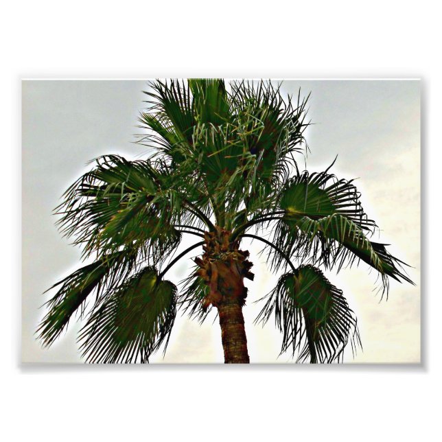 A Palm Tree Photo Print (Front)