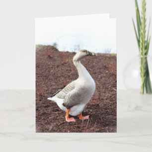 A park goose card