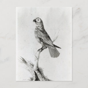 A Parrot, 1786 Postcard